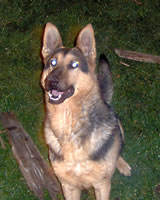Rex