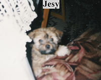 Jesy