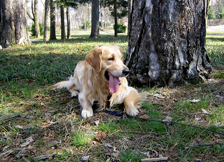 Ели