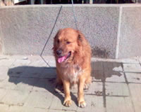 Мако