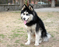 хектор