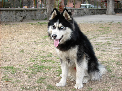 хектор
