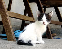 котенца
