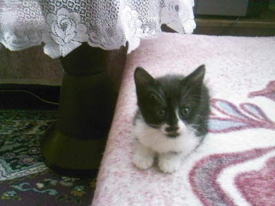 Подарявам малко коте