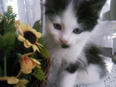 Подарявам малко коте