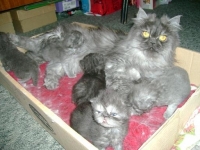 Персийски котета