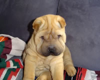 ARA WRINKLE