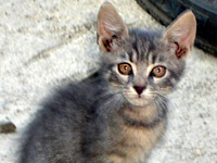 Котета