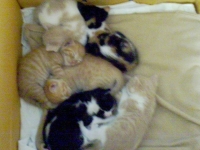 котенца
