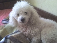 Toti