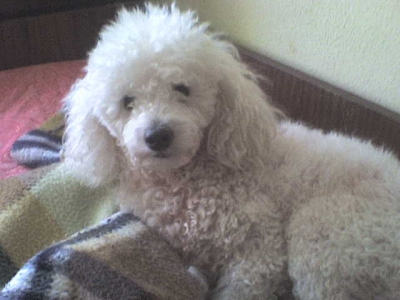 Toti
