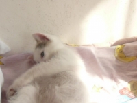 коте