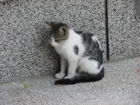 3 котета