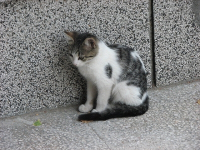 3 котета