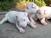 Dogo Arjentino