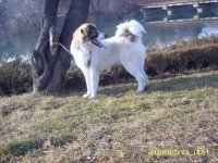 rex