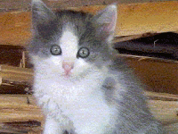 Котенца-Момиченца