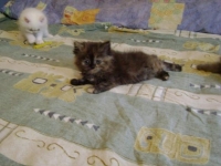 Персийски Котенца