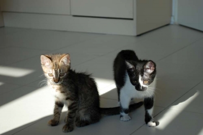 Две женски малки котета