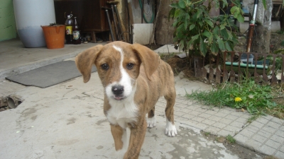 tedy