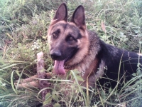 aliti