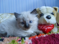 Мишел