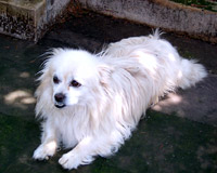 Роки