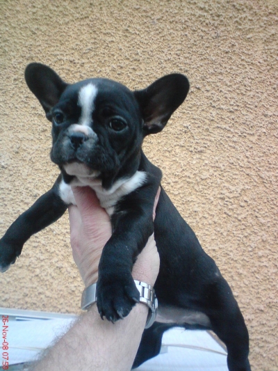 french bulldog