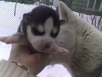 darko