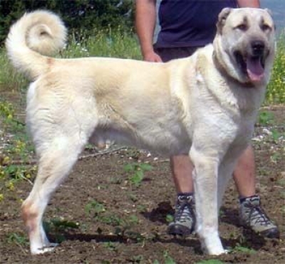 eldas