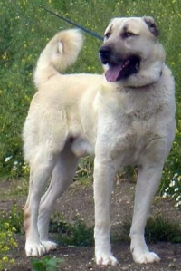 kangal