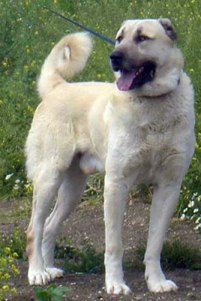kangal