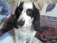 fara