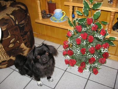 японски хин