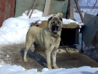 tatar