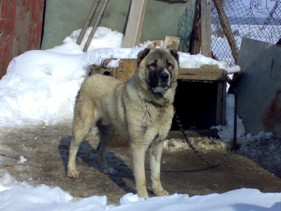 tatar