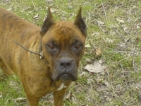 berta
