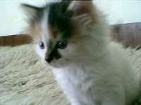 LEILA