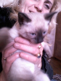 tomi