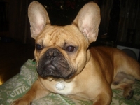 stich