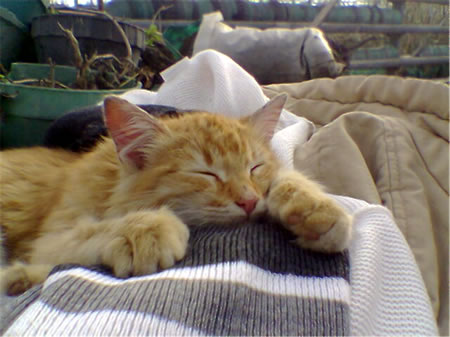 Alfons
