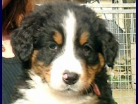 Berner Zennenhund