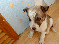 sladura 