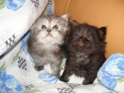 Персийски котенца