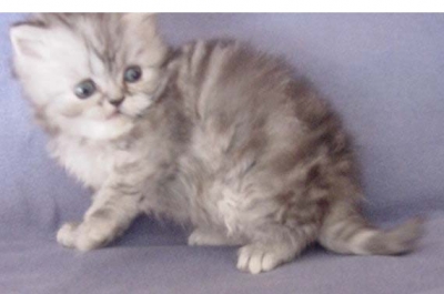 персийско коте