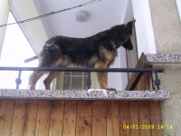 Buki