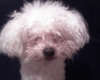 Cassy
