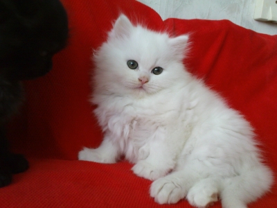 персийски котенца