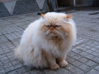 марти