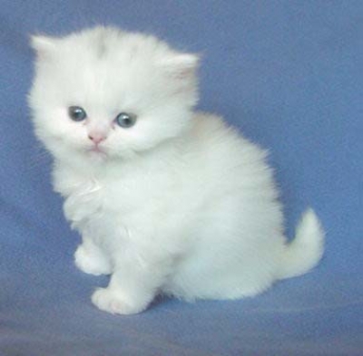 персийско коте